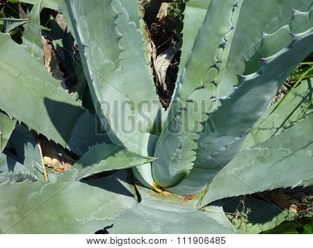 Green Spiky Leaves Of Agave