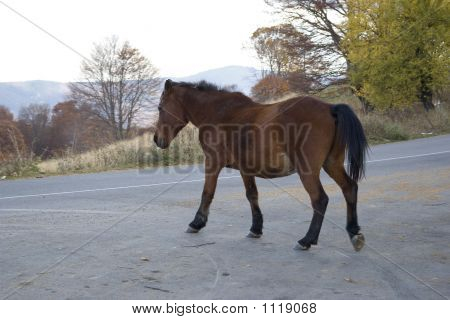Runing cavallo