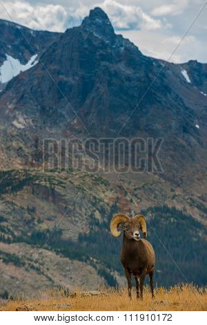 Wild Bighorn Sheep Ovis Canadensis Rocky Mountain Colorado