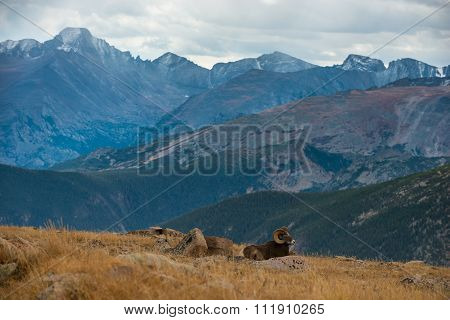 Wild Bighorn Sheep Ovis Canadensis Rocky Mountain Colorado