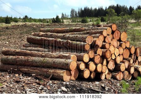 Forest pine trees log trunks