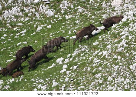Frightened Wild Boar Drove Runing