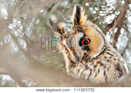 long-eared owl (Asio otus) in the tree in winter