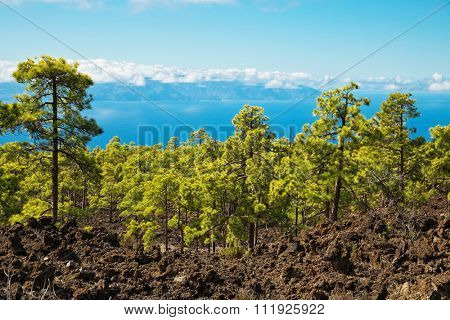 Landscape with pine grove, mountains, sea in Teide National Park, Tenerife, Canary Islands, Spain 