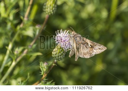 Silver Y moth (Autographa gamma)