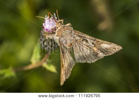 Silver Y moth (Autographa gamma)