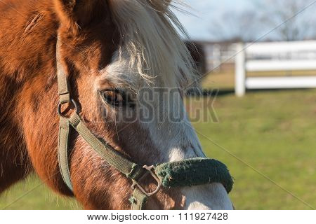 Horse Face