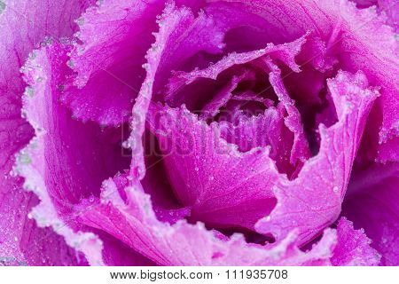 The Frost Flower In Morning
