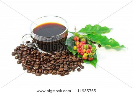 A cup of black coffee with roasted coffee beans, coffee leaves, red and green coffee berries.