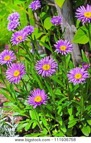 The Alpine Aster (Aster alpinus) is a perennial rhizomatous herbaceous or half-shrub plant