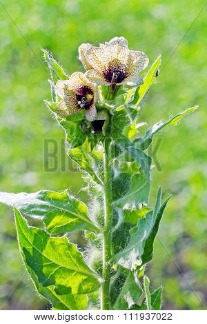 Black henbane (Hyoscyamus niger)