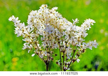 Meadowsweet or meadowsweet steppe (Filipendula hexapetala Gilib)