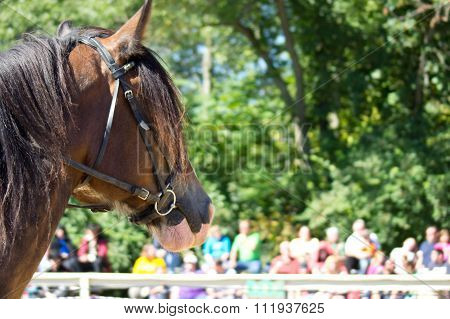 Renaissance Horse