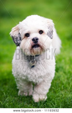 Lhasa Apso