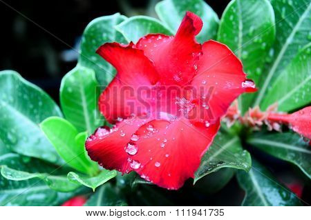 Red Azalea And Raindrops