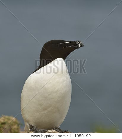 Razorbill Or Razor-billed Auk
