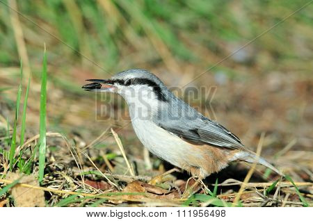 The Eurasian nuthatch