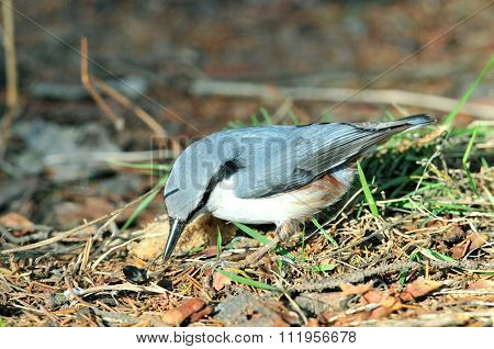 The Eurasian nuthatch