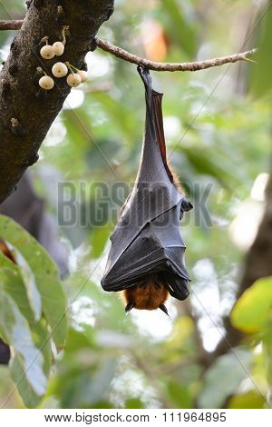 Lyie's Flyingfox