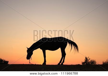 Horse Silhouette