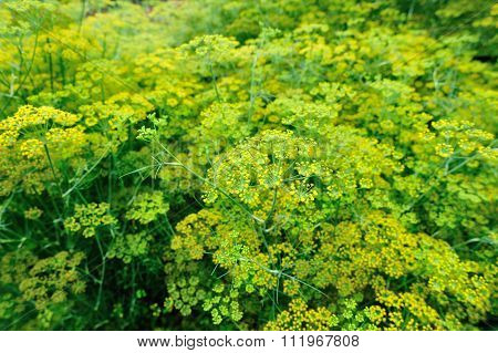 Fennel (Foeniculum vulgare) in growth at garden