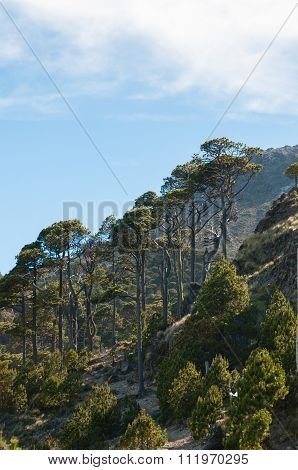 Very Tall and Skinny Trees on slope of biggest mountain Tajamulco in Guatemala