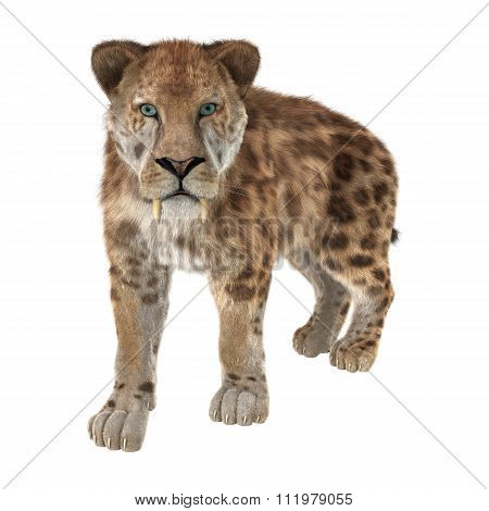 Big Cat Sabertooth