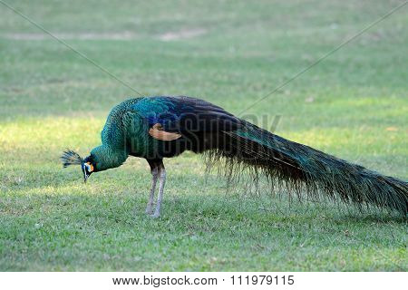 Male Green Peafowl (pavo Muticus)