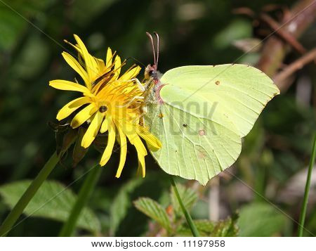 farfalla di zolfo
