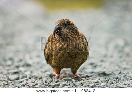 Kea Parrot Portrait