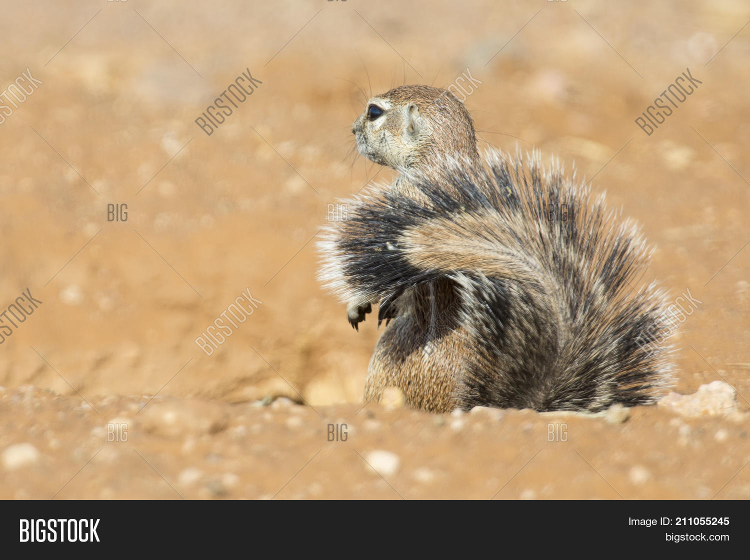 Image Preview