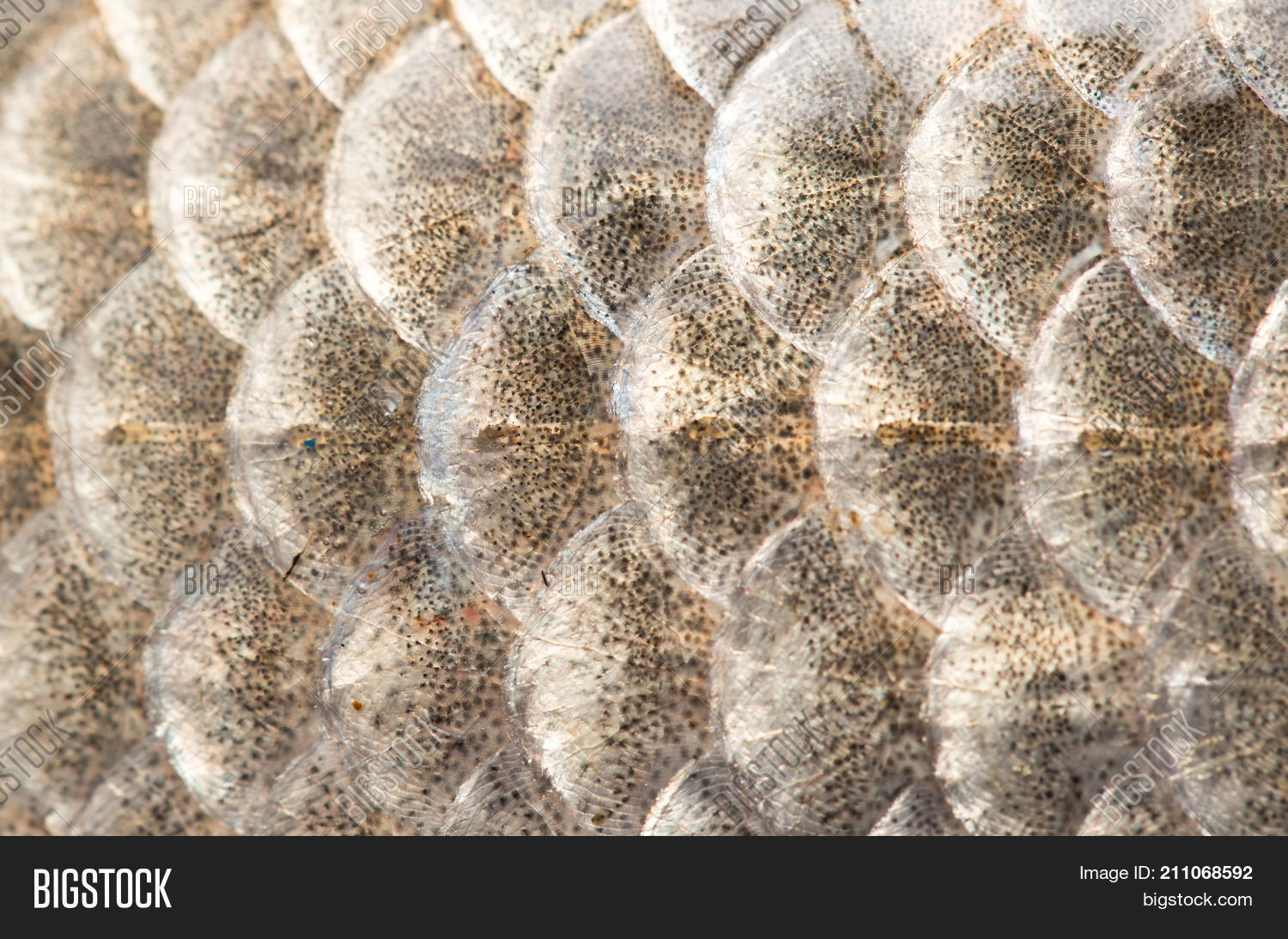 Background Fish Scales Image & Photo (Free Trial) | Bigstock