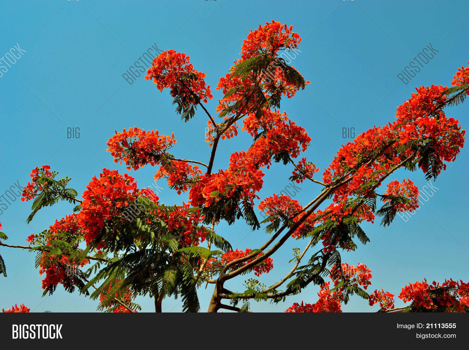 Like Red Fountain Sky Image Photo Free Trial Bigstock