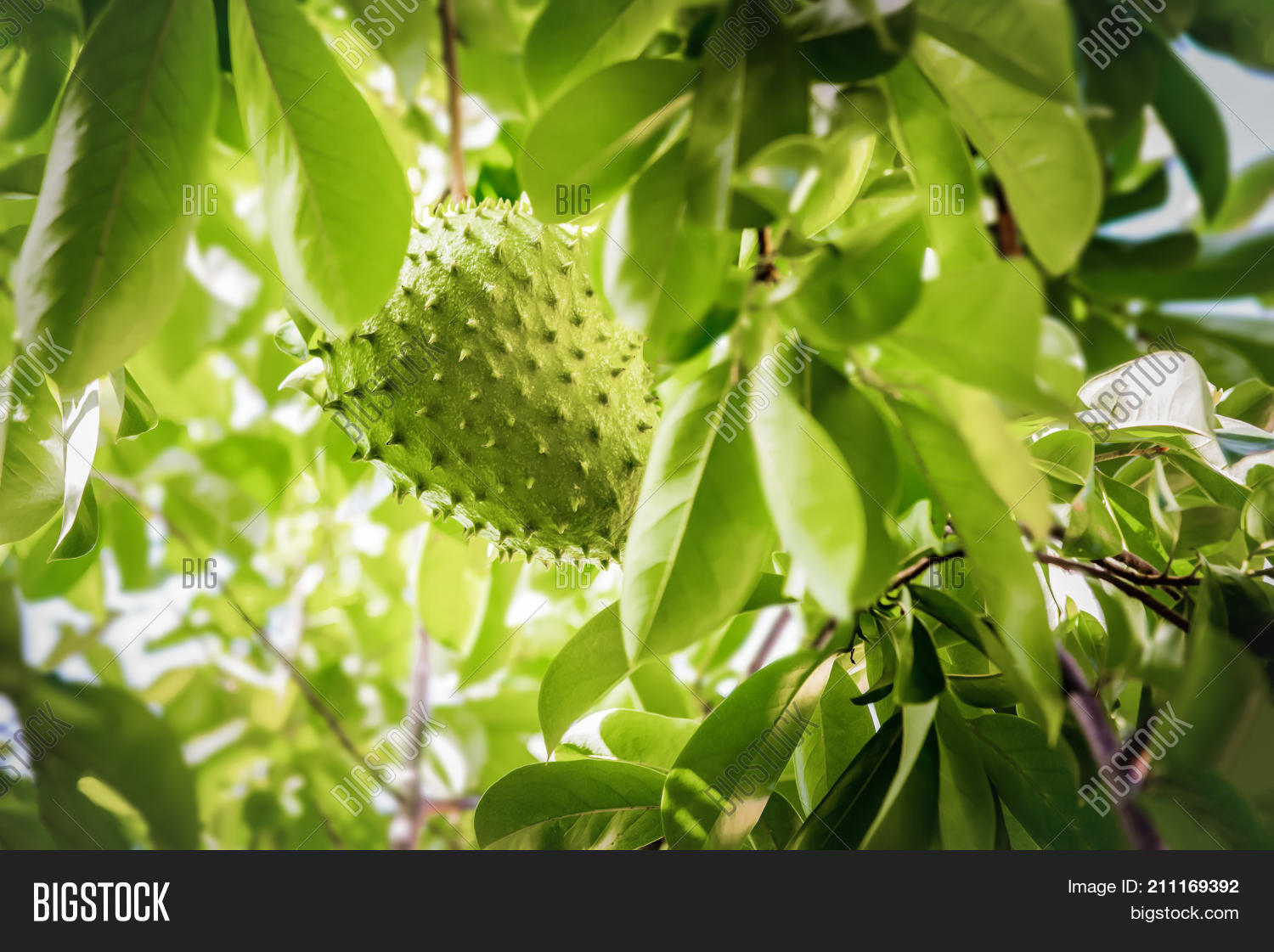 Image Preview