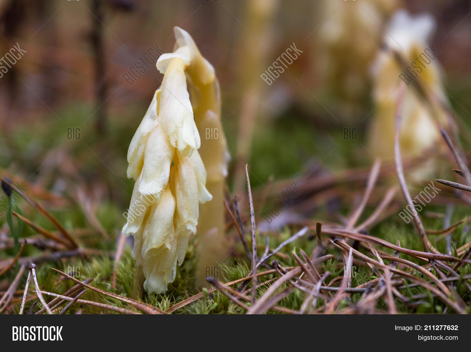 Image Preview