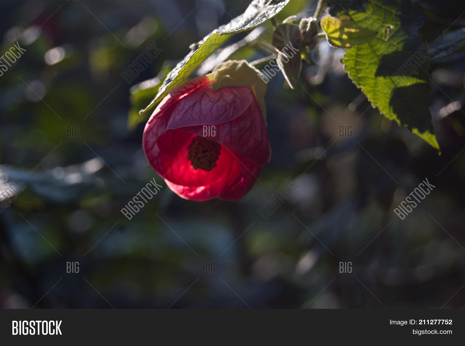Image Preview
