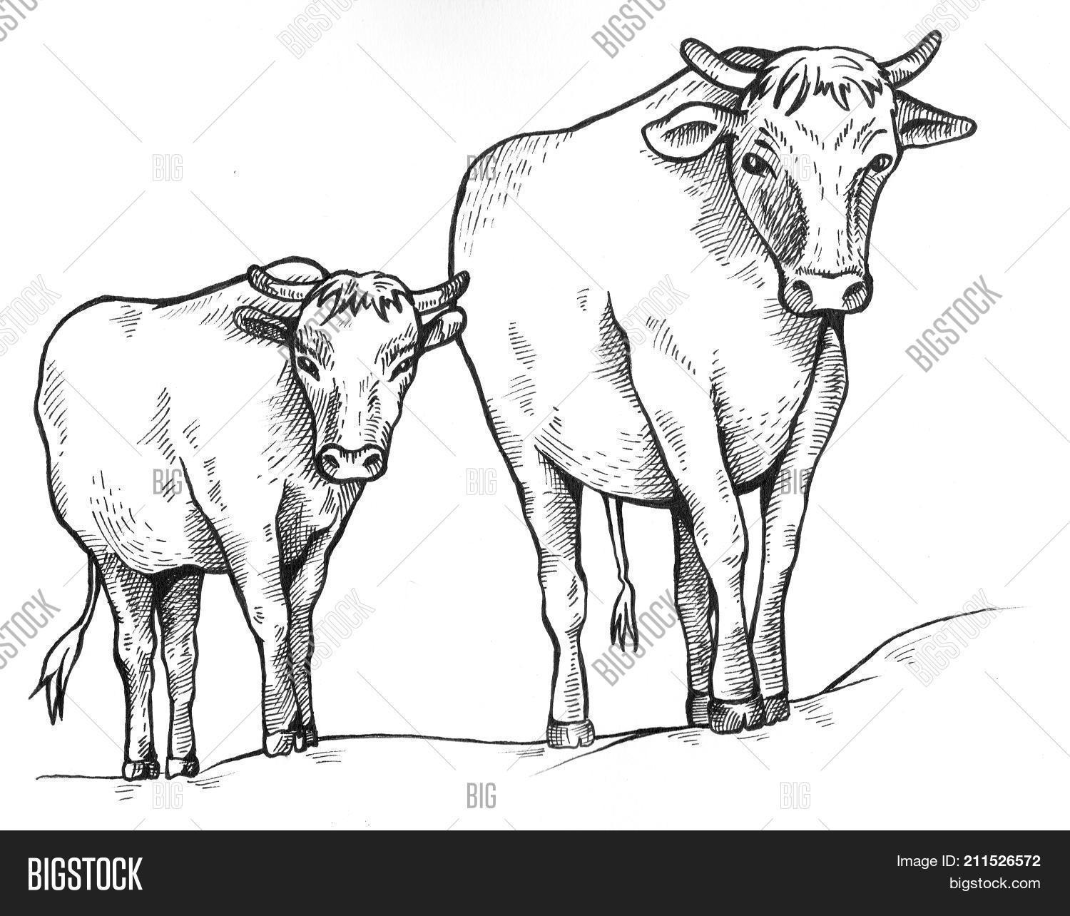 Cow Calf Drawing