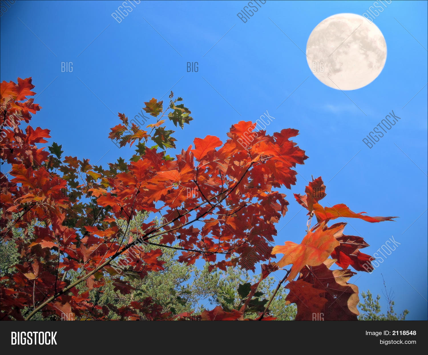 Image Preview