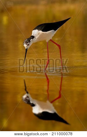 Black-winged in a pond looking for food in Spain