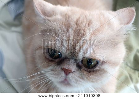 beautiful pet exotic cat with big eyes