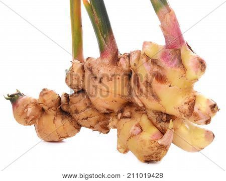 Ginger root in isolated white background  cuisine, taste, herb, aroma, flavor, smell,