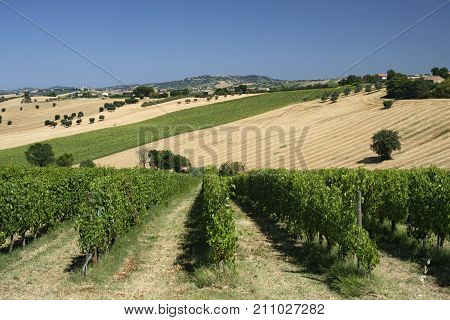 Rural landscape along the road from Montefano to Castelfidardo (Ancona Marches Italy) at summer.