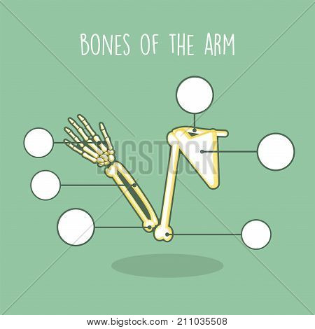 Illustration of a human anatomical skeleton set vector