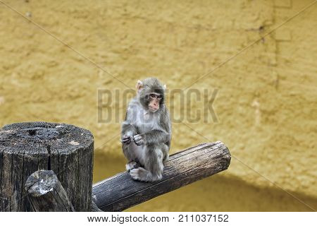 Snow monkey in the north of Honshu near residential buildings at summer