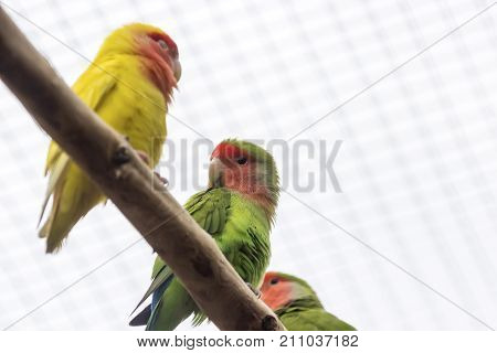 Orange winged amazon Canaima National Park at the southeast of Venezuela in the state of Bolivar