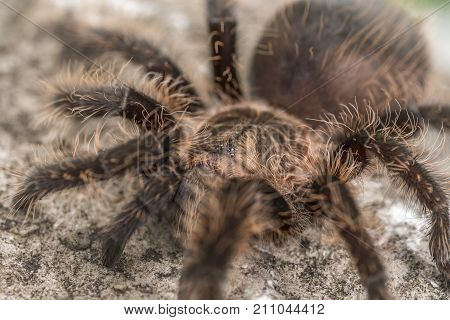 Close up of a Curly Hair Tarantula. Focus on the eyes.