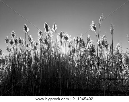 Tall pampas (Cortaderia) grass in a field on the background of the setting sun and blue sky. Bright Sunny summer photo. Golden ears of grass swaying in the wind backlit in the sun in Magna, Wasatch Front, Rocky Mountains, Utah, USA