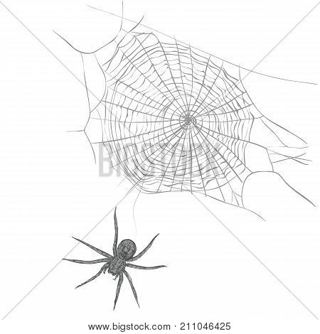 A spider weaves a spider web. Spider and cobweb vector illustration