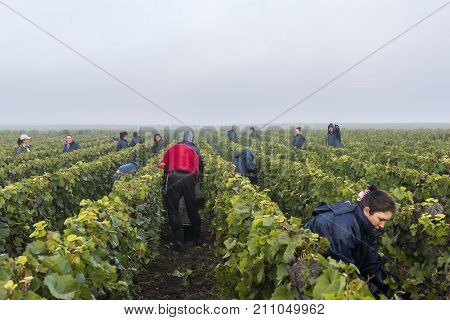 Vezernay France - September 10 2017: Harvest of Pinot Noir grapes in the Champagne region with workers in the vineyard on a misty morning.