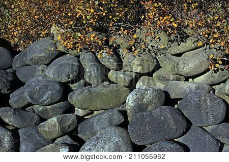 Large oval stones under a bush with yellow leaves
